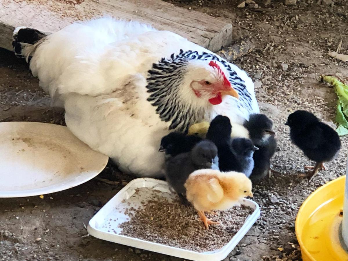 Gite A La Ferme De Verdurette Корд-сюр-Сьєль Екстер'єр фото